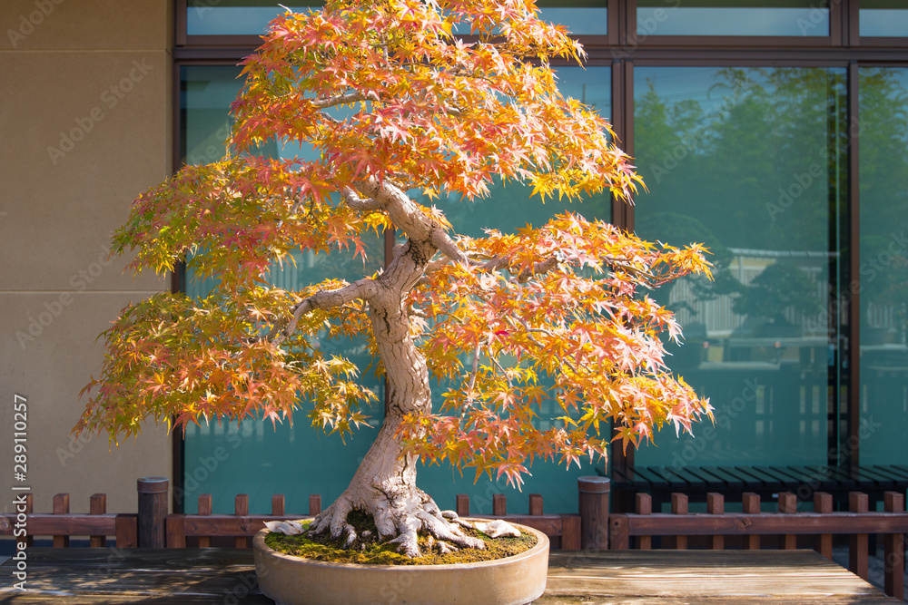 Φωτογραφία Japanese maple  bonsai in Omiya bonsai village at Saitama, Japan