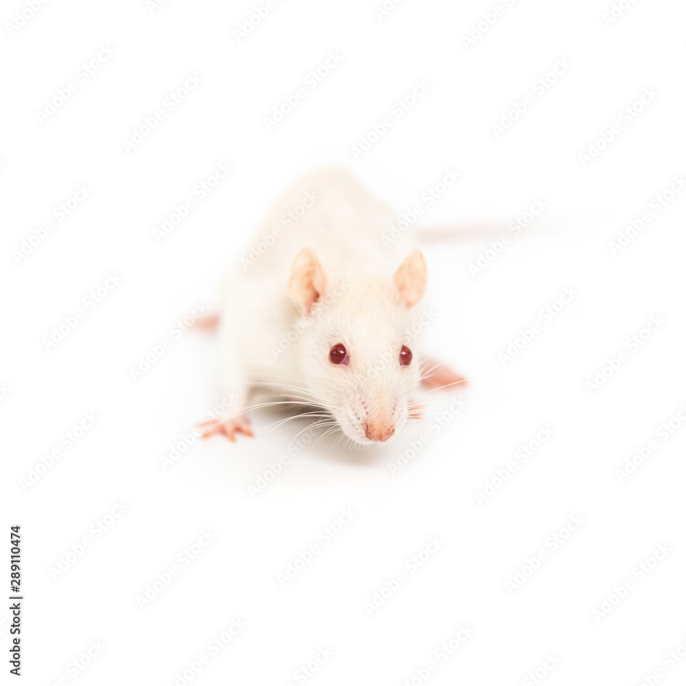 One little white rat on the white background