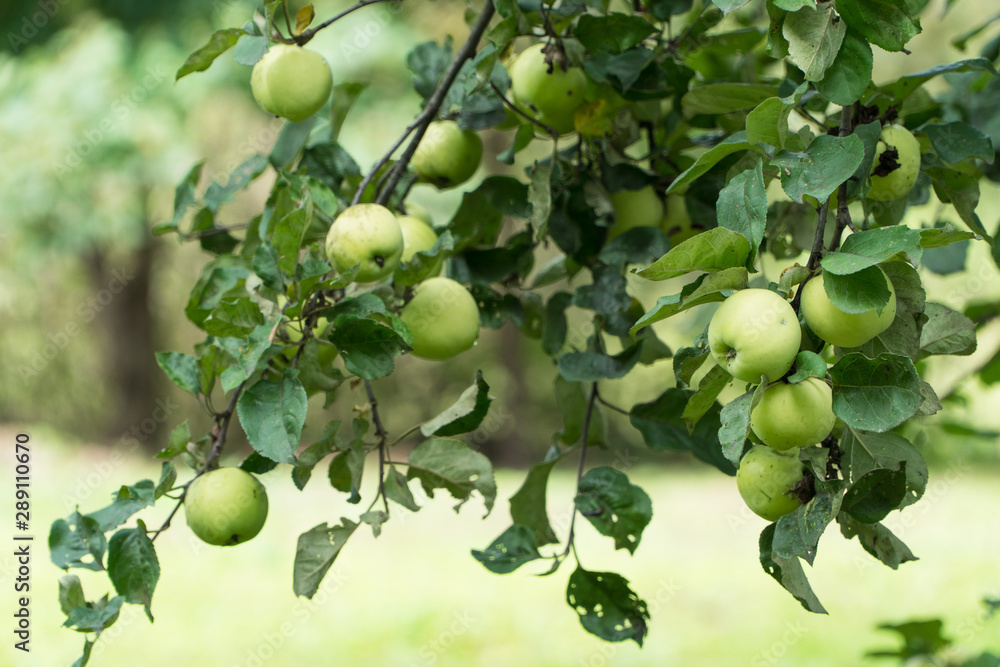 ripe green apples on a tree branch