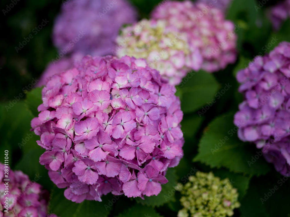 梅雨時の曇りの日に満開になったピンクの紫陽花 梅雨時の曇りの日に満開になったピンクの紫陽花