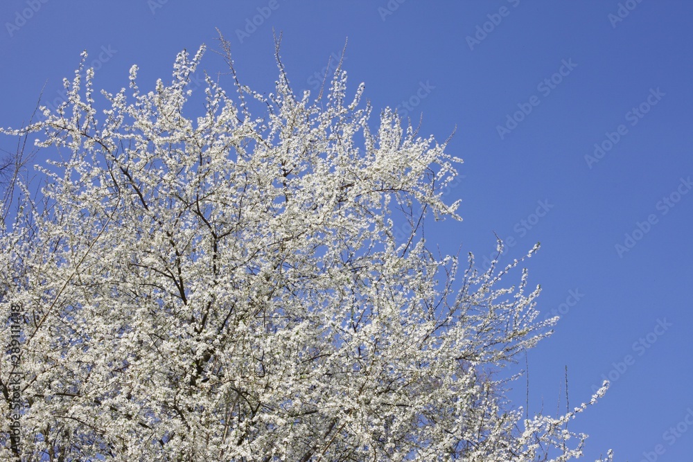 Cherry tree in spring
