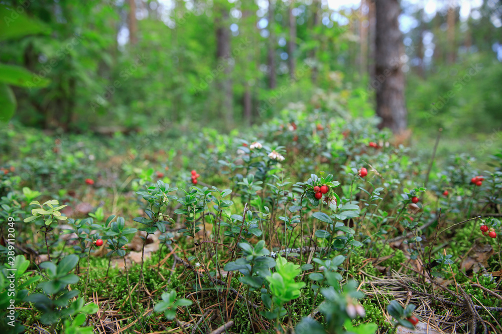 Obraz premium wild berry