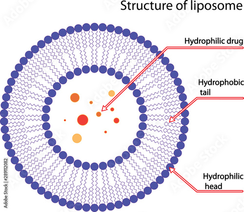 Structure of liposome, vector illustration photo