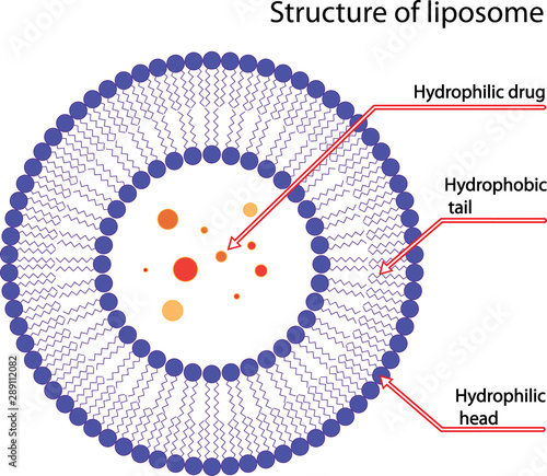 Structure of liposome, vector illustration