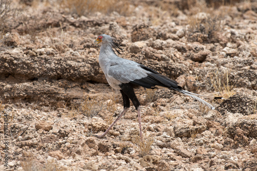 Messager sagittaire  Serpentaire .Sagittarius serpentarius  Secretarybird  Afrique