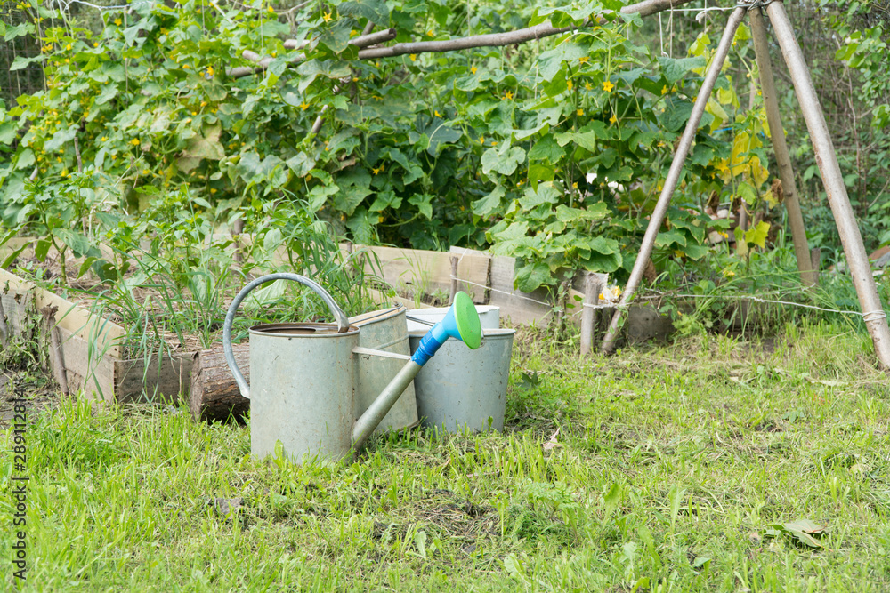garden in the yard with seedlings and watering can garden in the yard with seedlings and watering can