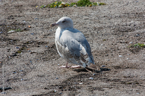 Mouette