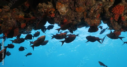 School of Pacific Creolefish from the reefs of the sea of cortez, mexico. photo