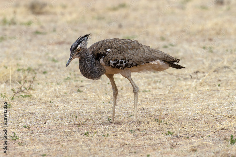 Outarde kori, parades, Ardeotis kori, Kori Bustard, Afrique du Sud Outarde kori, parades, Ardeotis kori, Kori Bustard, Afrique du Sud