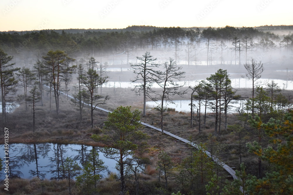 A trail in the foggy wetlands