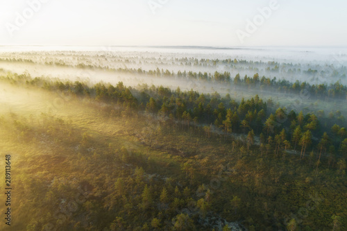 Beautiful aerial landscape. Sunrise with fog at the treetops in the rural countryside looking moody dramatic beautiful meditative relaxing tranquil peaceful