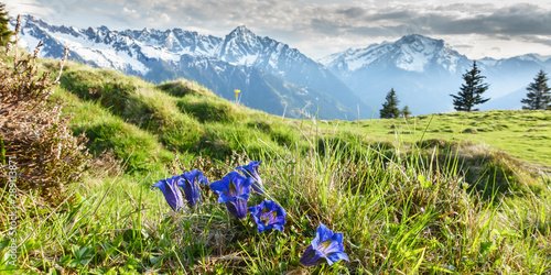 Panorama von Alpenblumen Enzian in den Bergen photo