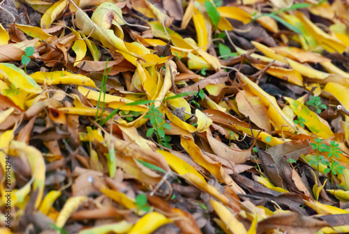 Yellow and Green leaves on the forest floor. Selective Focus.