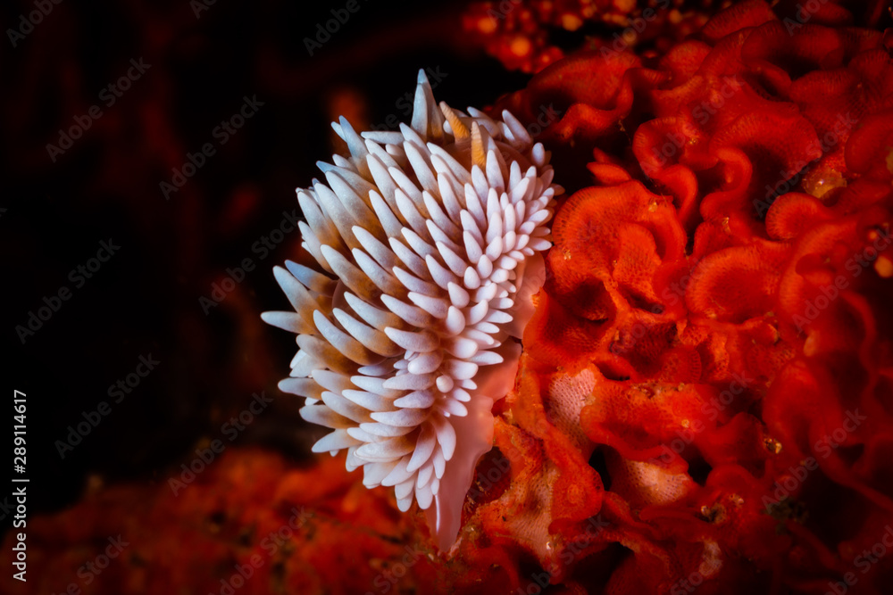 Cape silvertip nudibranch (Jalonus capensis) Cape silvertip nudibranch (Jalonus capensis)