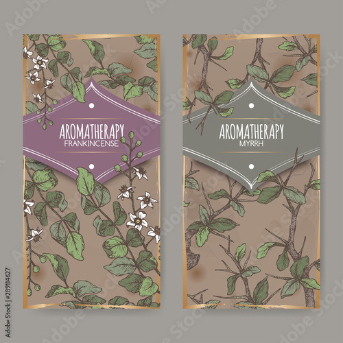 Two color labels with Boswellia sacra aka frankincense and Commiphora myrrha aka myrrh sketch on vintage background.