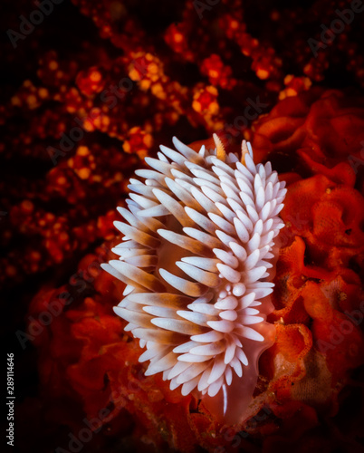 Cape silvertip nudibranch (Jalonus capensis)
