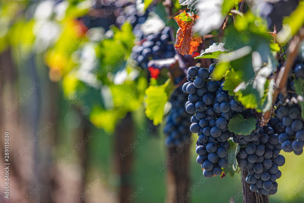 beautiful fresh blue grapes in late summer vineyard