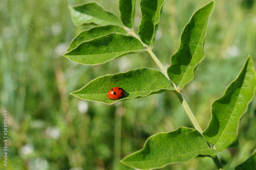 Fototapeta premium Божья коровка