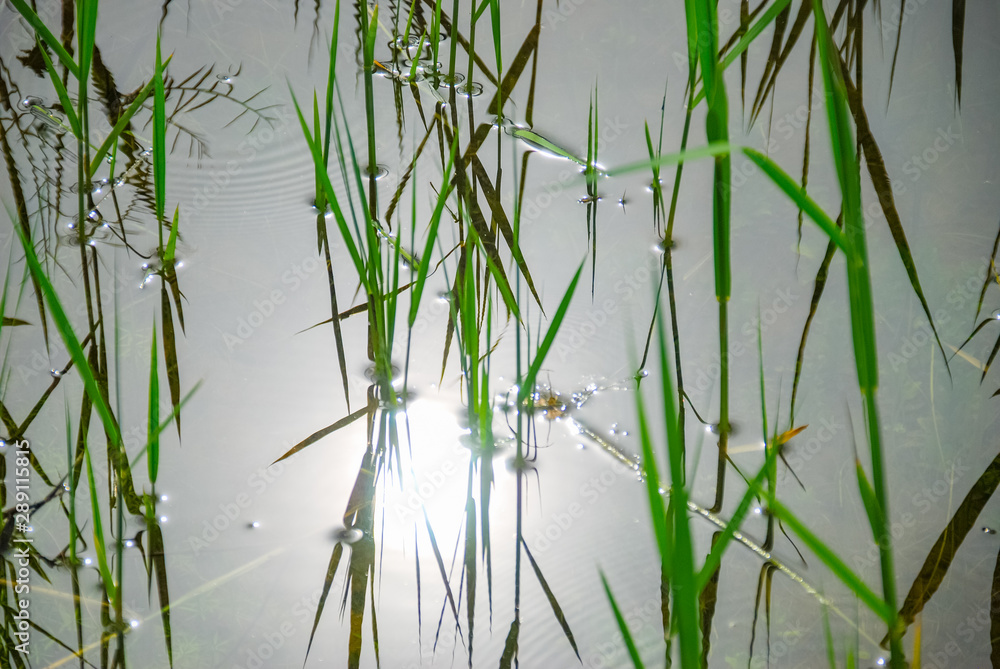 Obraz premium green reed grass in the water, with reflection with sunshine.