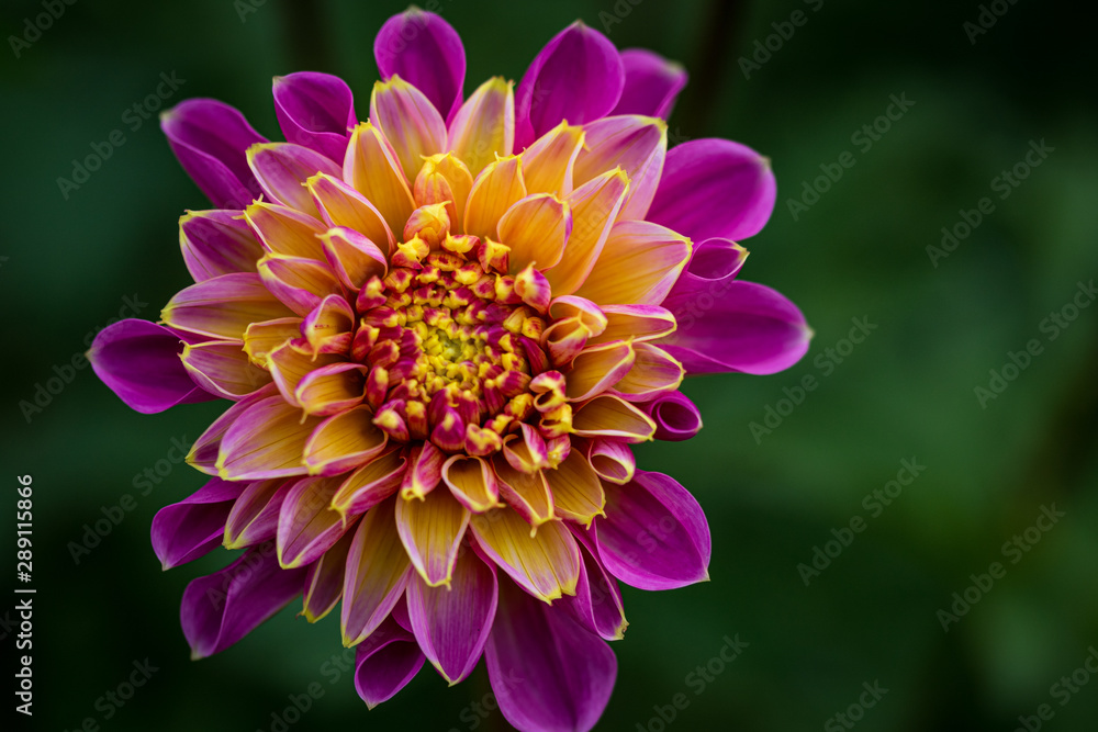 Purple and yellow dahlia Purple and yellow dahlia