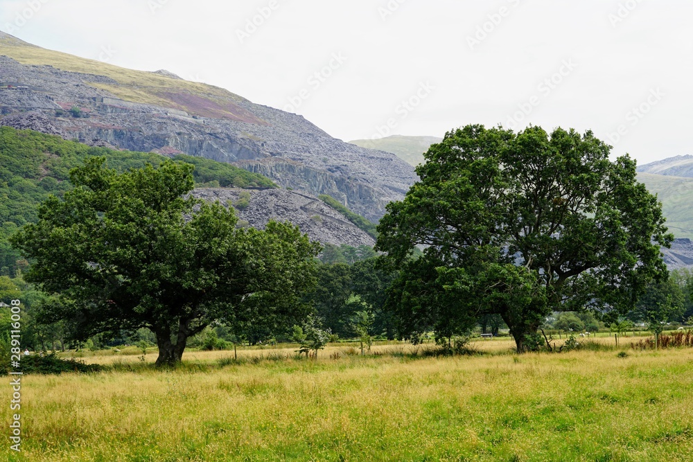 Large Oak Tree Isolated in a Meadow
