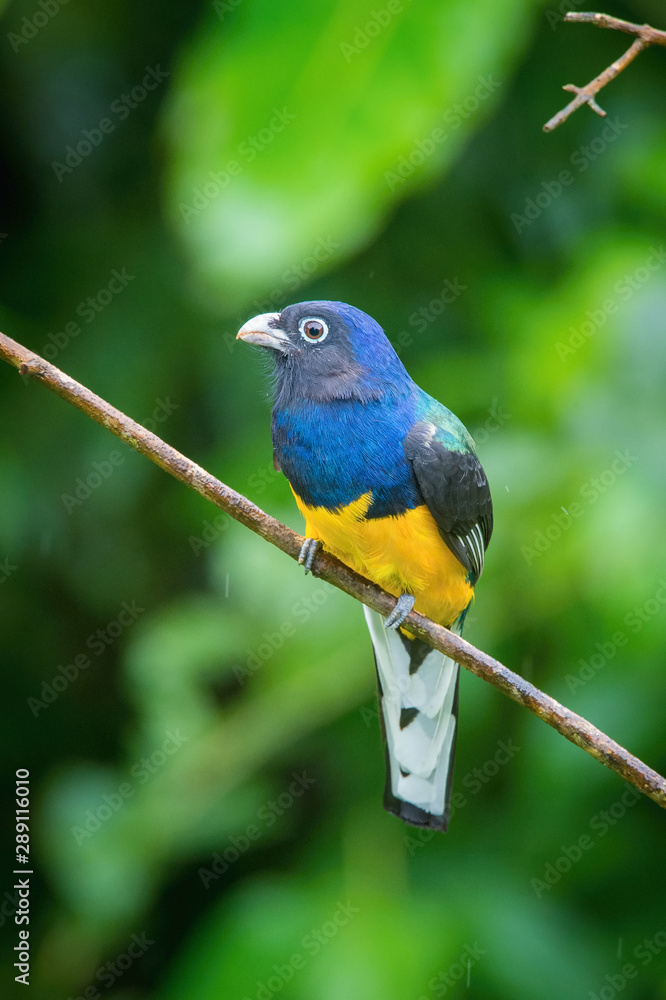 Trogon viridis or Green-backed trogon The bird is perched on the branch nice natural environment of wildlife of Ecuador.. Trogon viridis or Green-backed trogon The bird is perched on the branch nice natural environment of wildlife of Ecuador..