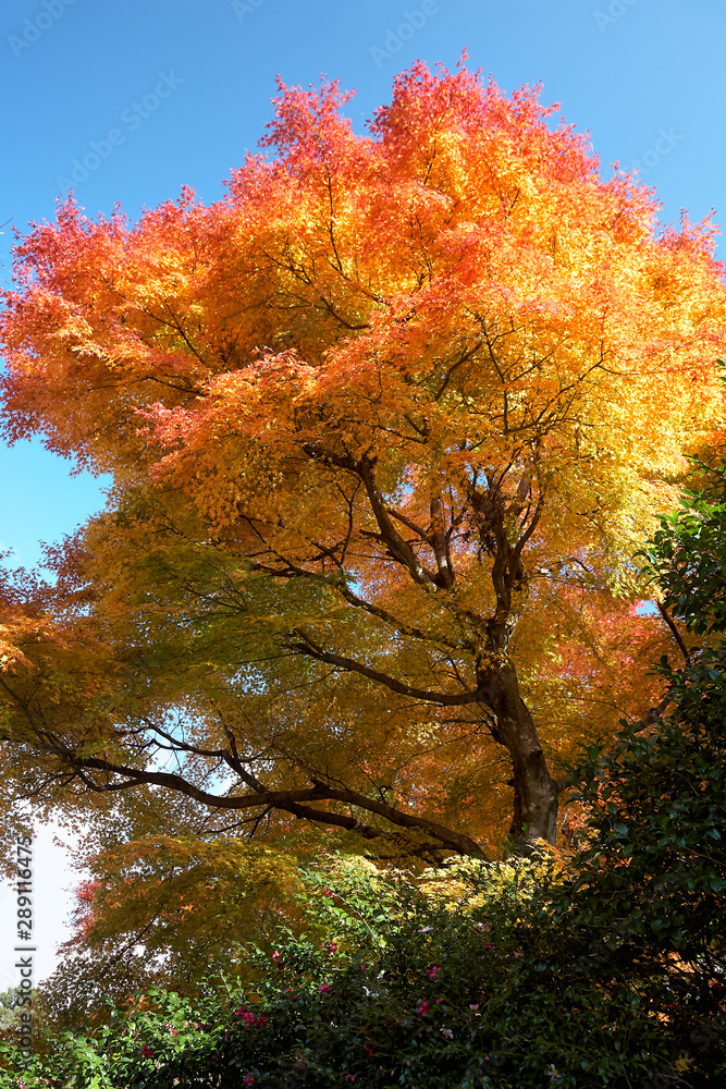 Bright orange, yellow and  dark red leaves of Japanese maple at autumn. Japan