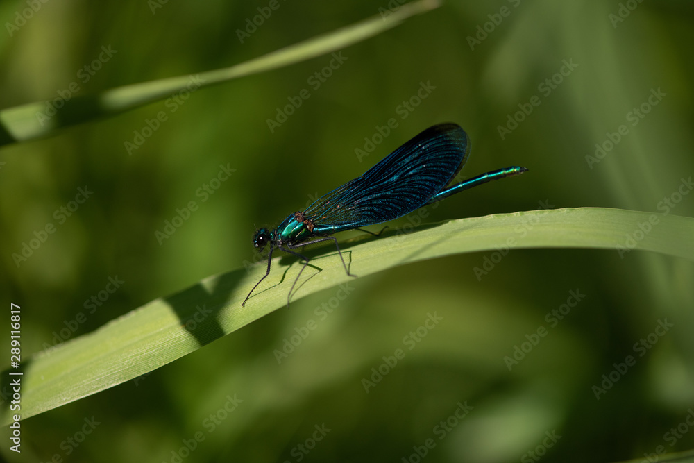 blue dragonfly outdoor on a leaf and green background blue dragonfly outdoor on a leaf and green background