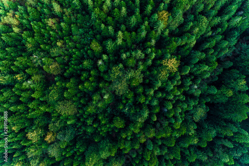 Top view of centuries old Carpathian forest trees, beautiful texture. © Niko_Dali
