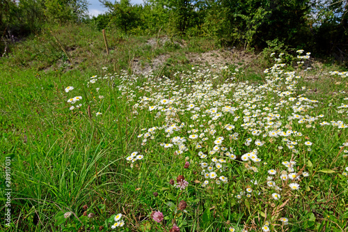 Ruderalfläche mit Margeriten (Leucanthemum) photo