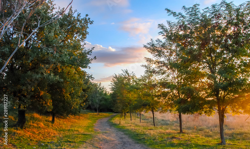 Autumn forest with country road. Colorful landscape with trees, colors.