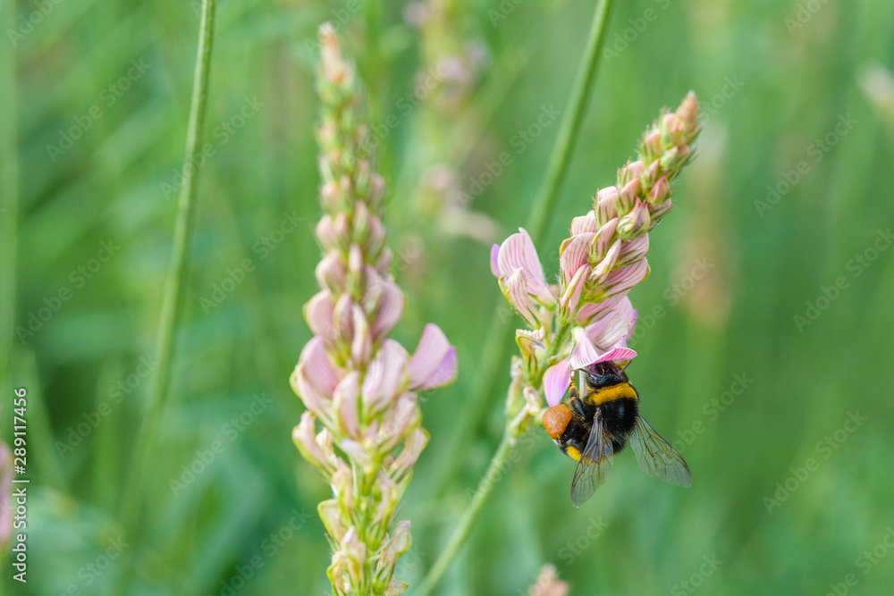 The bee collects honey on the flowers of lupine. Photographed in close-up. The bee collects honey on the flowers of lupine. Photographed in close-up.