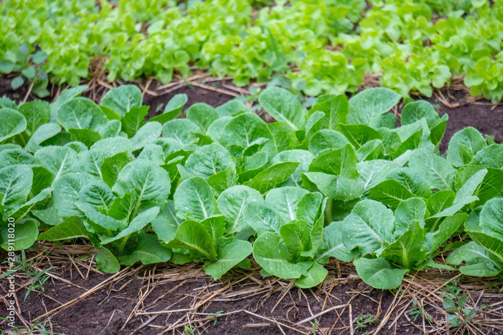 Close up fresh green lettuce on the Organic vegetable salad farm after watering, Healthy and clean food for people concept. Leaf Lettuce in garden. Close up fresh green lettuce on the Organic vegetable salad farm after watering, Healthy and clean food for people concept. Leaf Lettuce in garden.