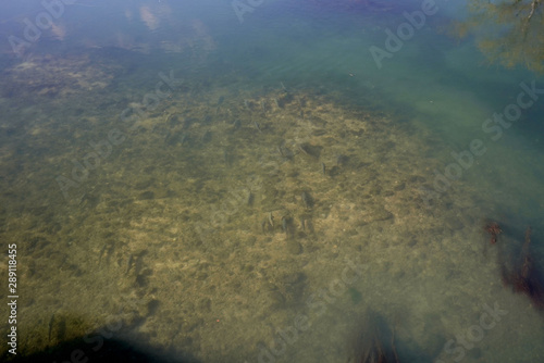 Fototapeta Naklejka Na Ścianę i Meble -  trout bench in a clear river