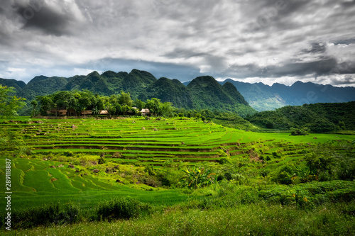 Terraced green and yellow rice fields of Pu Luong  close to Mai Chau in Thanh Hoa province. Transition stage to harvest season in Pu Luong. 