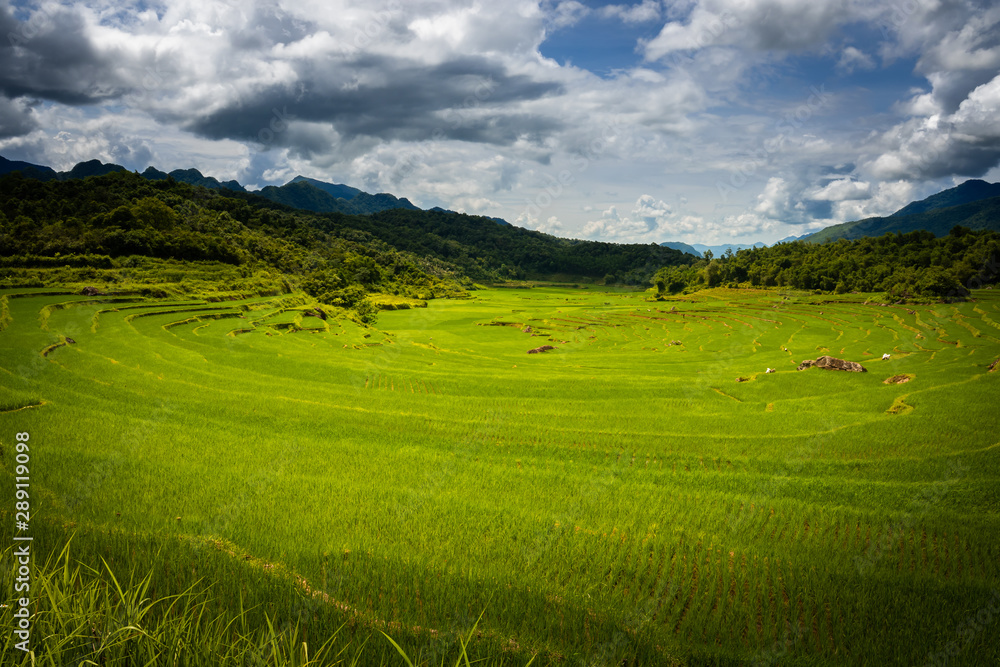 Terraced green and yellow rice fields of Pu Luong, close to Mai Chau in Thanh Hoa province. Transition stage to harvest season in Pu Luong. 