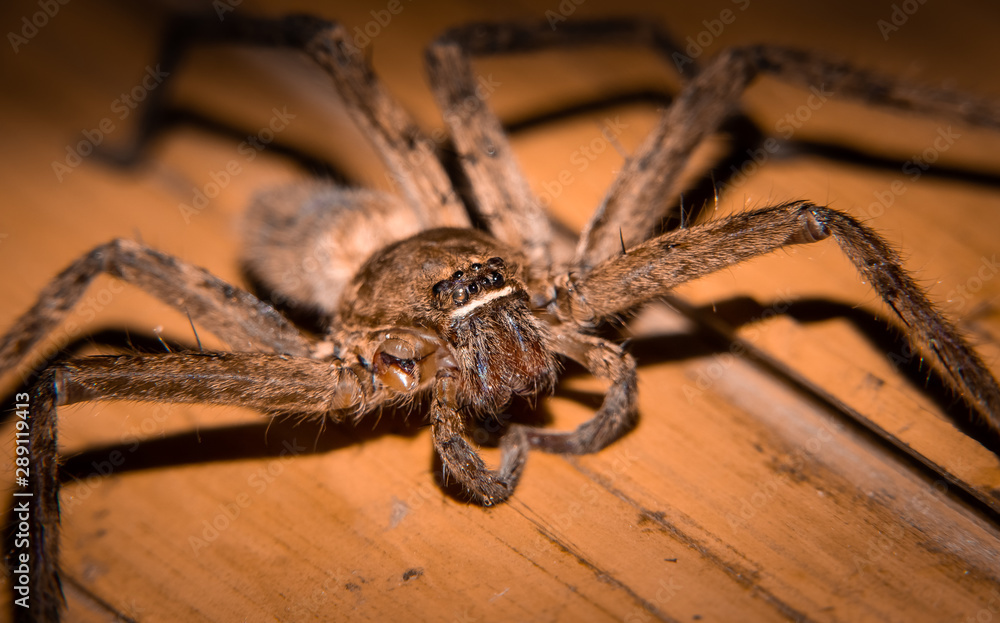 Macro close up of the eyes of a huntsman spider or giant crab spider (Sparassidae). Photo taken in Vietnam. Macro close up of the eyes of a huntsman spider or giant crab spider (Sparassidae). Photo taken in Vietnam.