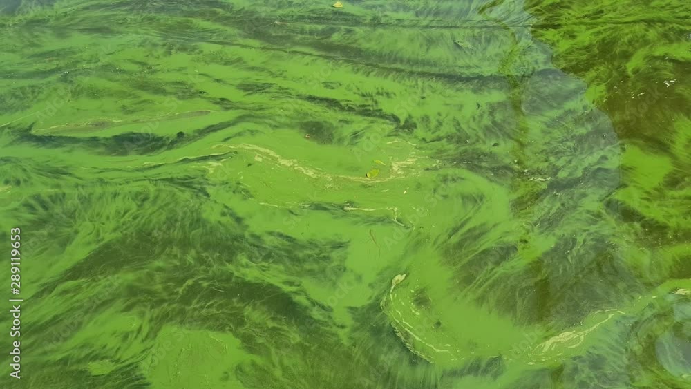 green water in the river blooms. the development of phytoplankton, causing a change in the color of water. green water in the river blooms. the development of phytoplankton, causing a change in the color of water.