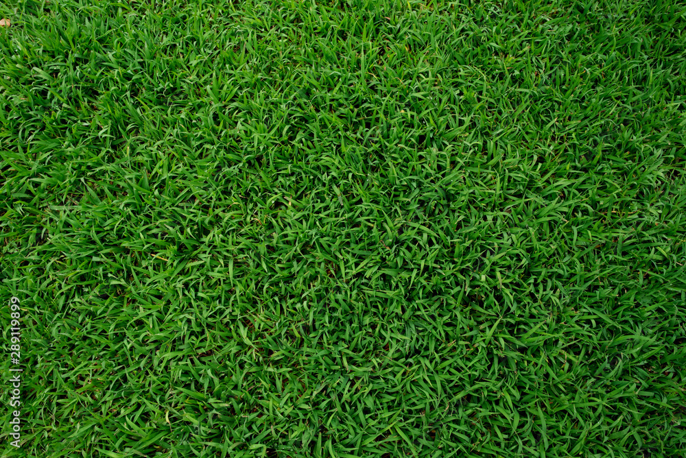 Green grass texture background, Green lawn, Backyard for background, Grass texture, Park lawn texture. Green grass texture background, Green lawn, Backyard for background, Grass texture, Park lawn texture.