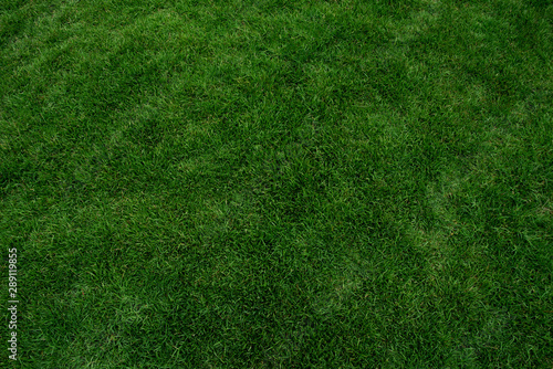 Green grass texture background, Green lawn, Backyard for background, Grass texture, Park lawn texture. © KE.Take a photo