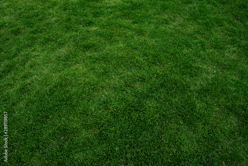 Green grass texture background, Green lawn, Backyard for background, Grass texture, Park lawn texture. © KE.Take a photo