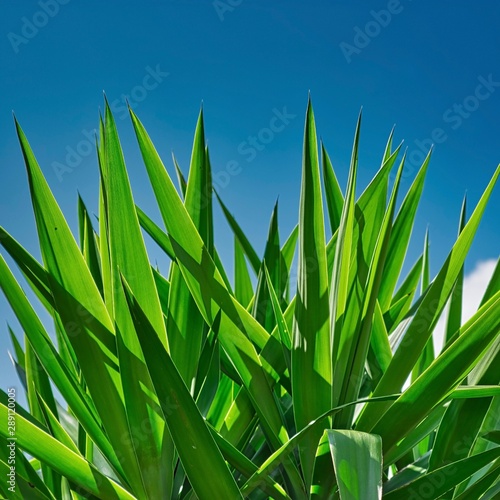 green grass on a blue background