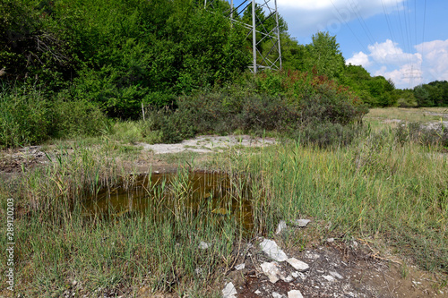 Ausgleichsbiotop für Gelbbauchunke und Kreuzkröte in Baden-Württemberg photo