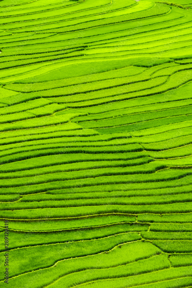 Aerial view on the rice fields of Tu Le valley, between Nghia Lo and Mu Cang Chai.  Abstract lines of rice fields. 