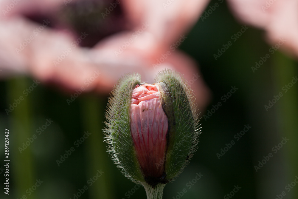 Obraz premium close-up of a poppy bud with pink petals