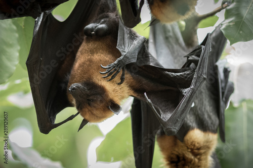 Lyle's flying fox