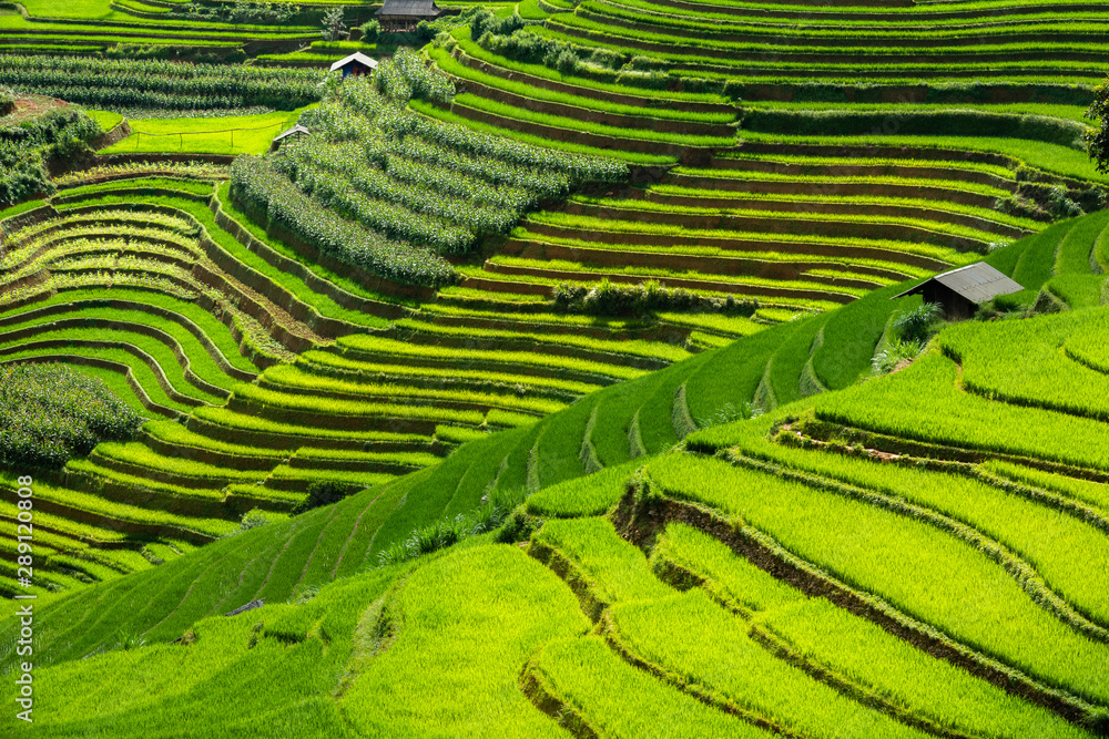 Mu Cang Chai, Vietnam. Spectacular yellow and green terraced rice fields of Mu Cang Chai, northern Vietnam. Bright sunlight shining on the colorful rice fields. Transition stage to harvest season.