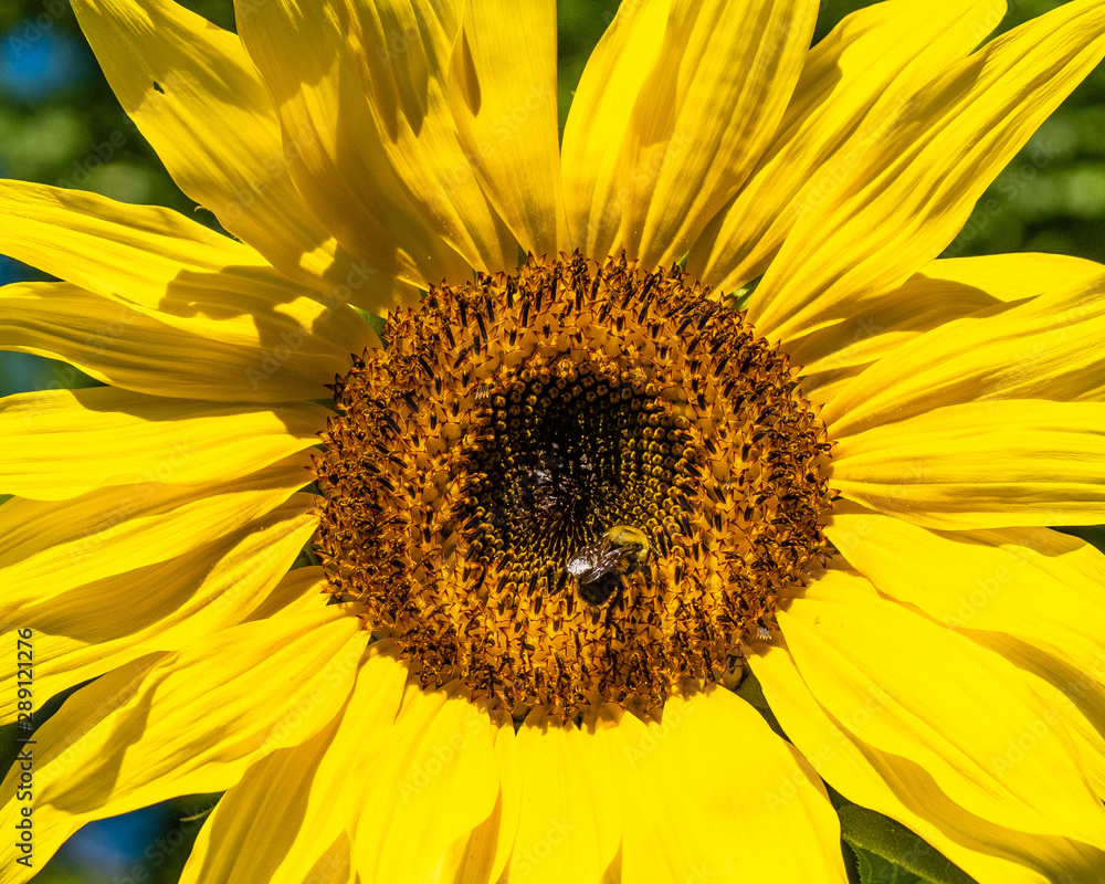 Sunflower blossoms with bees on a sunny summer afternoon Sunflower blossoms with bees on a sunny summer afternoon