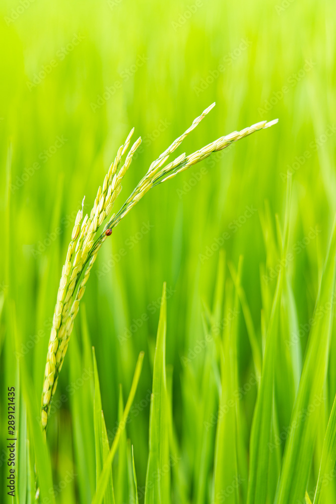 Close up of rice in field