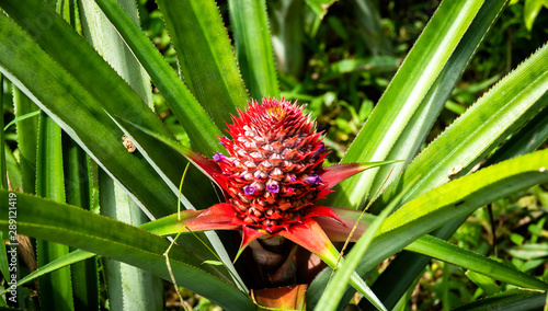 Pineapple flower, red flowering young baby pineapple. Photo taken in Vietnam. 